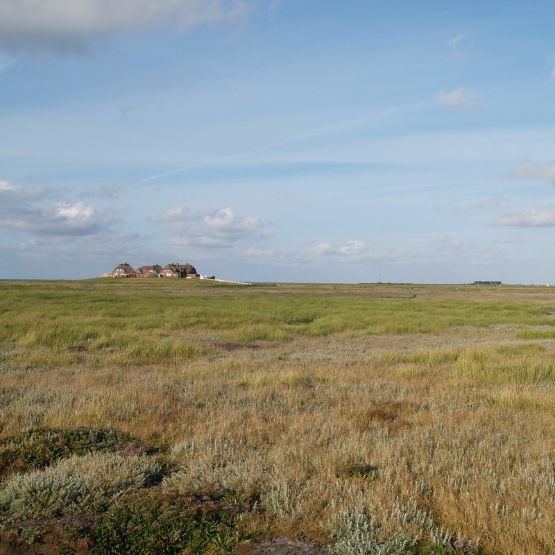 Blick über die Hallig mit Westerwarft, Ipkenswarft und Volkertswarft